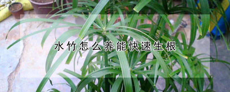 水竹怎么養(yǎng)能快速生根