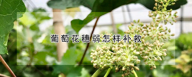 葡萄花穗弱怎樣補救