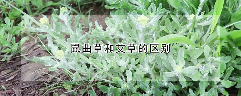 鼠曲草和艾草的區別