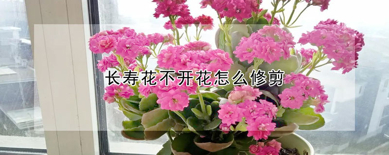 長壽花不開花怎么修剪