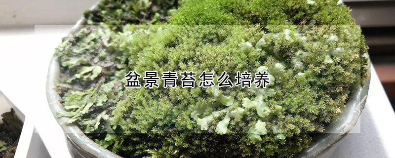 盆景青苔怎么培養(yǎng)