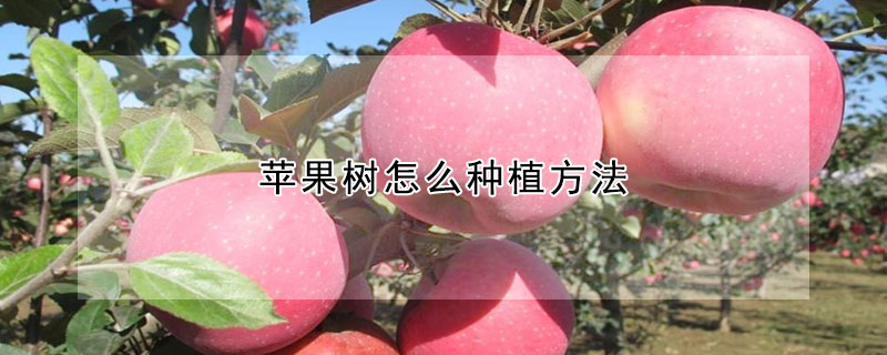 蘋果樹怎么種植方法