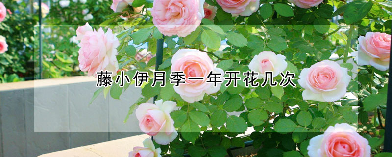 藤小伊月季一年開花幾次