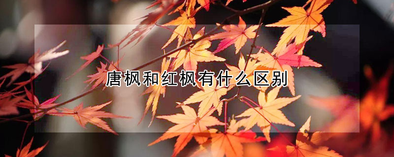 唐楓和紅楓有什么區(qū)別