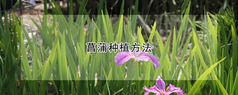 菖蒲種植方法