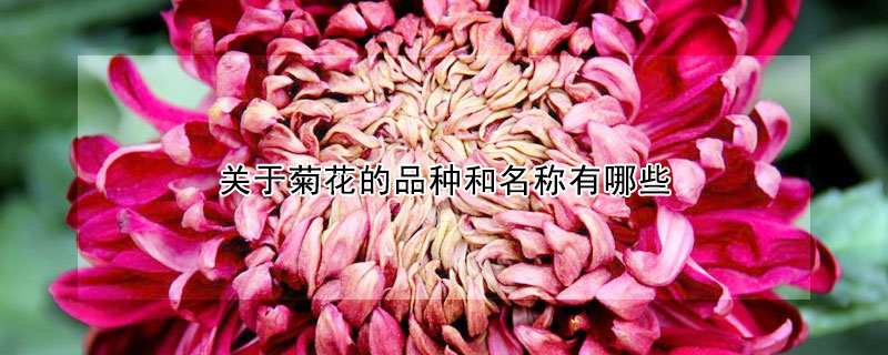 關于菊花的品種和名稱有哪些