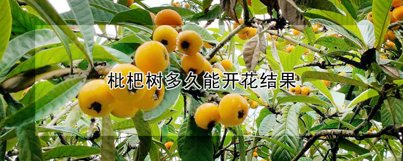 枇杷樹多久能開花結(jié)果