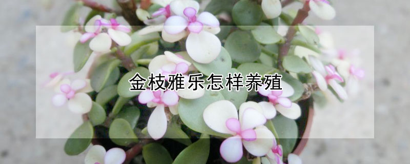 金枝雅樂怎樣養殖