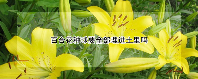 百合花種球要全部埋進(jìn)土里嗎