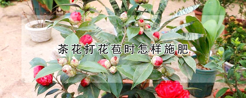 茶花打花苞時怎樣施肥