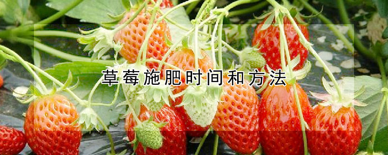 草莓施肥時間和方法