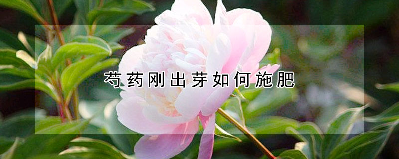 芍藥剛出芽如何施肥