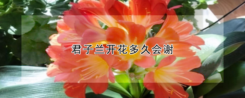 君子蘭開花多久會謝