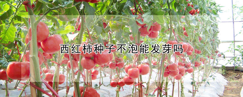 西紅柿種子不泡能發(fā)芽嗎