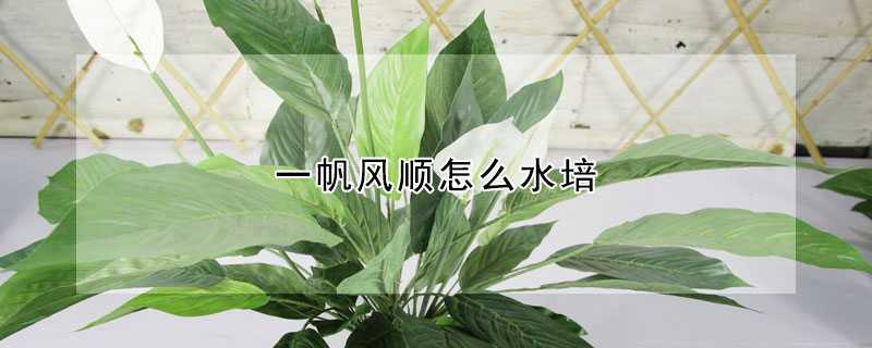 一帆風順怎么水培