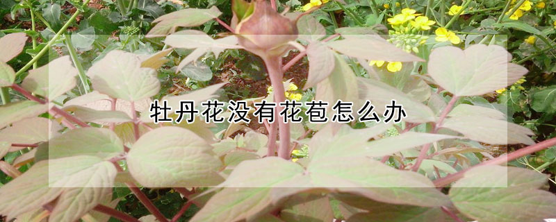 牡丹花沒有花苞怎么辦