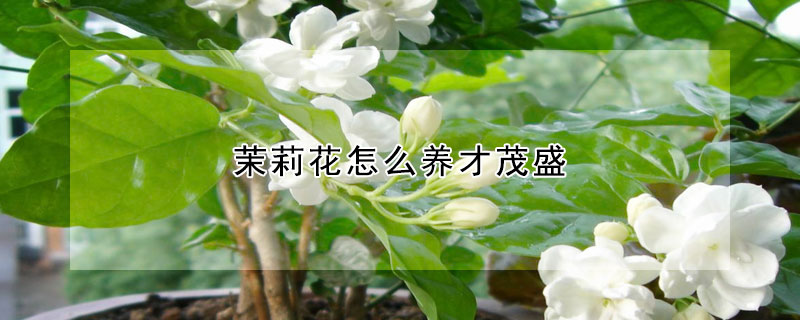 茉莉花怎么養才茂盛