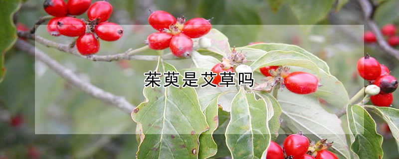 茱萸是艾草嗎