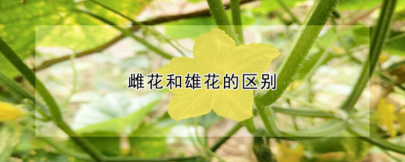 雌花和雄花的區(qū)別