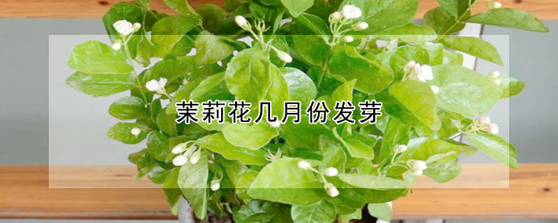 茉莉花幾月份發芽