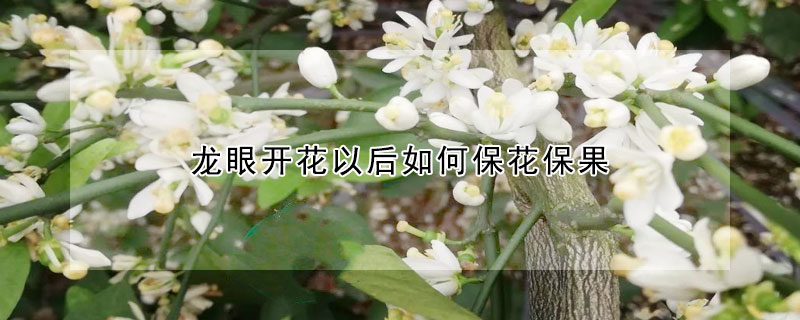 龍眼開花以后如何保花保果