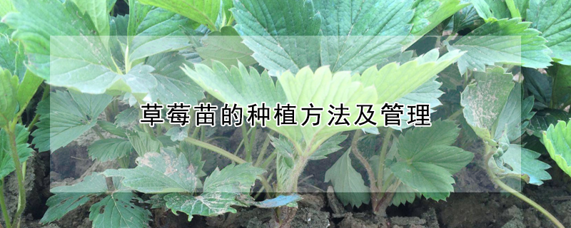 草莓苗的種植方法及管理