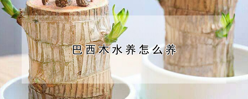 巴西木水養(yǎng)怎么養(yǎng)