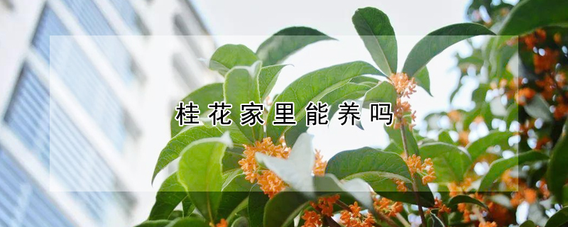 桂花家里能養嗎