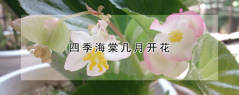 四季海棠幾月開花