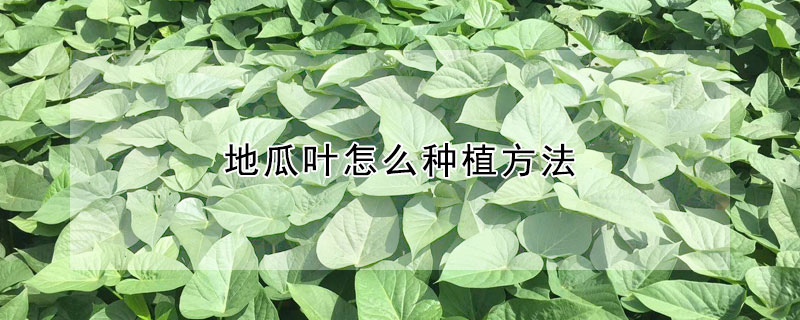 地瓜葉怎么種植方法