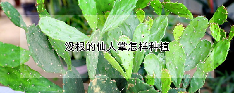 沒(méi)根的仙人掌怎樣種植