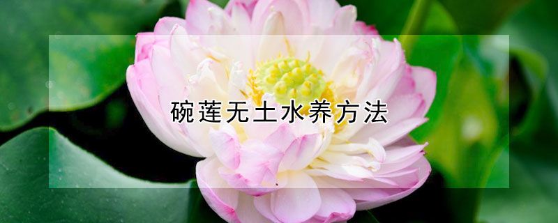 碗蓮無(wú)土水養(yǎng)方法