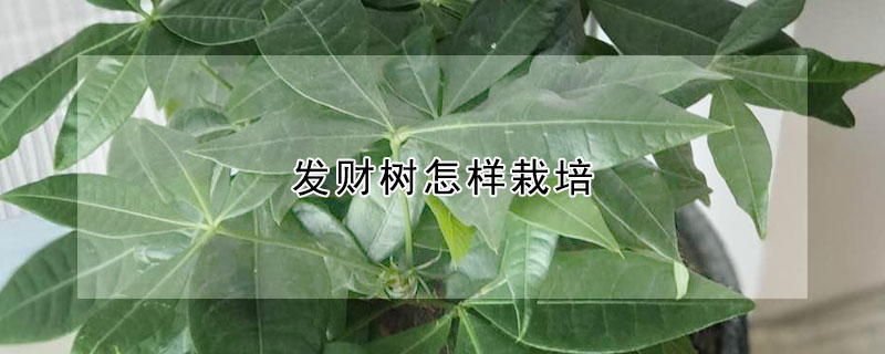 發財樹怎樣栽培