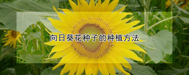 向日葵花種子的種植方法