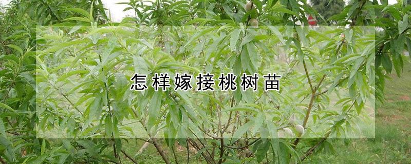 怎樣嫁接桃樹苗