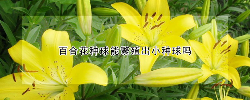 百合花種球能繁殖出小種球嗎