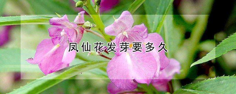 鳳仙花發(fā)芽要多久