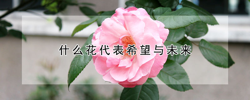 什么花代表希望與未來(lái)