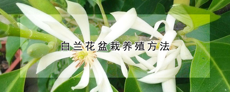 白蘭花盆栽養(yǎng)殖方法