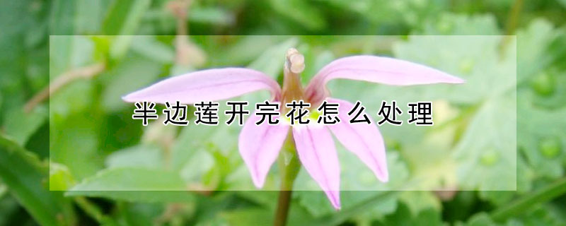 半邊蓮開完花怎么處理