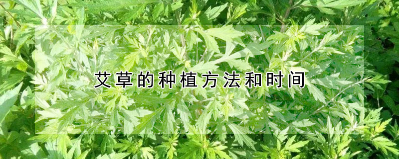 艾草的種植方法和時(shí)間