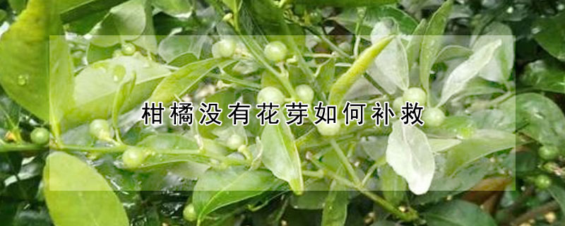 柑橘沒有花芽如何補救