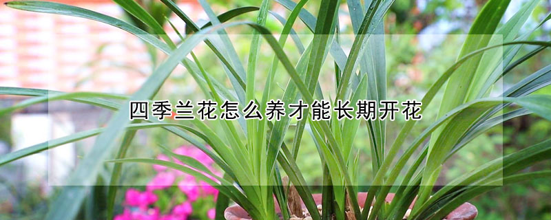 四季蘭花怎么養才能長期開花