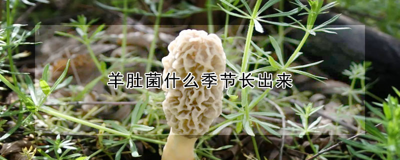 羊肚菌什么季節長出來