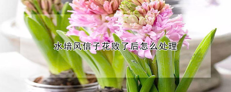 水培風(fēng)信子花敗了后怎么處理