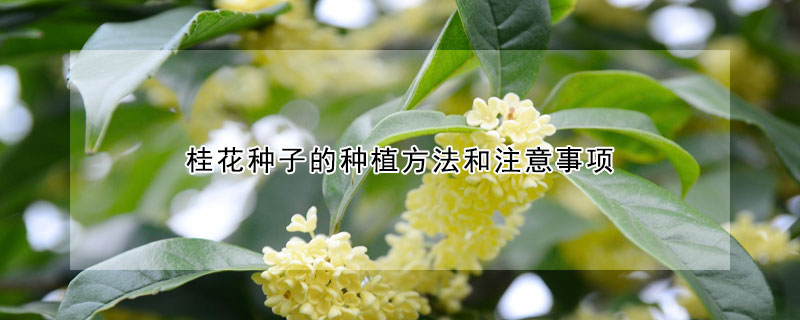 桂花種子的種植方法和注意事項(xiàng)