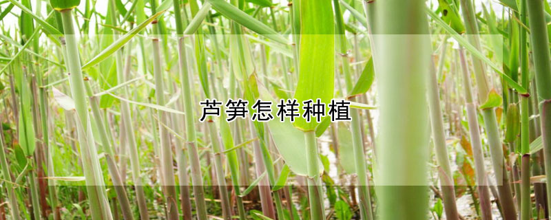 蘆筍怎樣種植