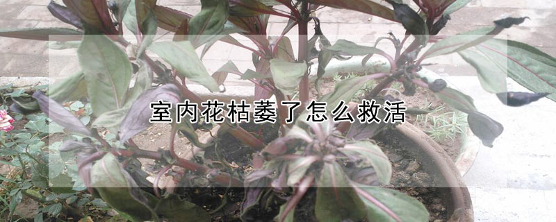 室內花枯萎了怎么救活