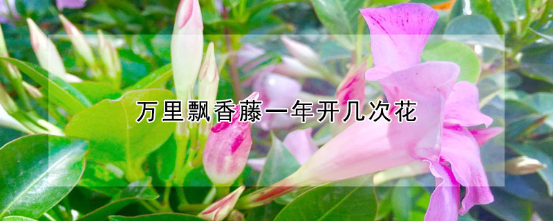 萬里飄香藤一年開幾次花