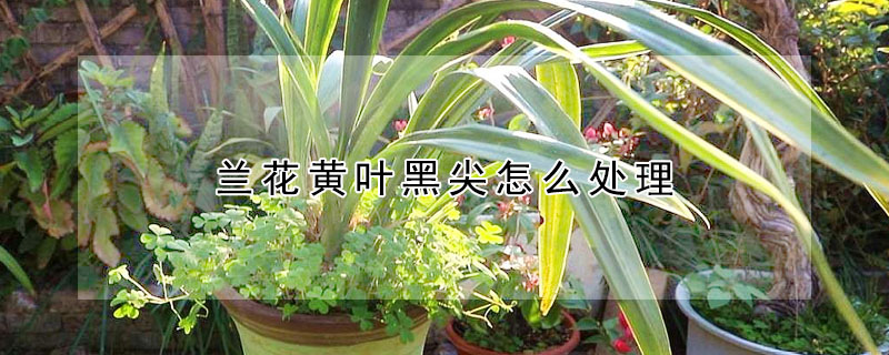 蘭花黃葉黑尖怎么處理